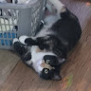 Meet your Posher, Sylvia